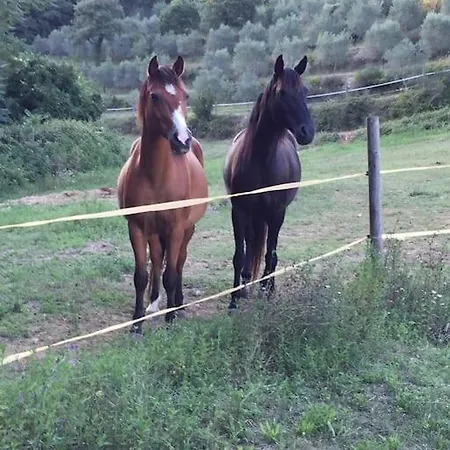 Dağ evi Casale In Val D Orcia Sarteano